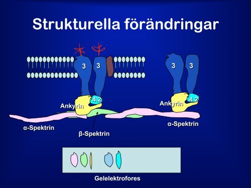 Barnhematologi - BLF