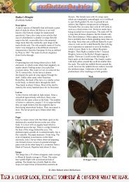Butler's Ringlet Erebiola butleri - NZ Butterfly Info