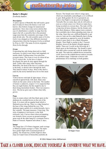 Butler's Ringlet Erebiola butleri - NZ Butterfly Info