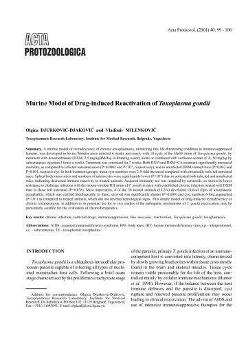 Murine Model of Drug-induced Reactivation of Toxoplasma gondii