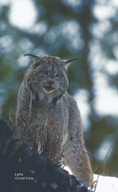 Lynx avoidance [PDF] - Wisconsin Department of Natural Resources