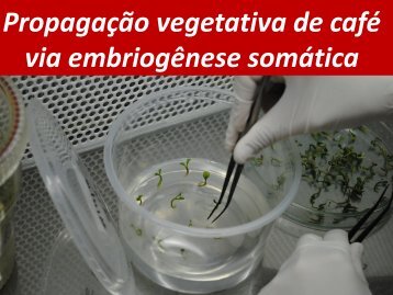 Propagação vegetativa de café via embriogênese somática