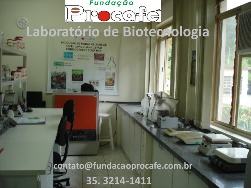 Propagação vegetativa de café via embriogênese somática