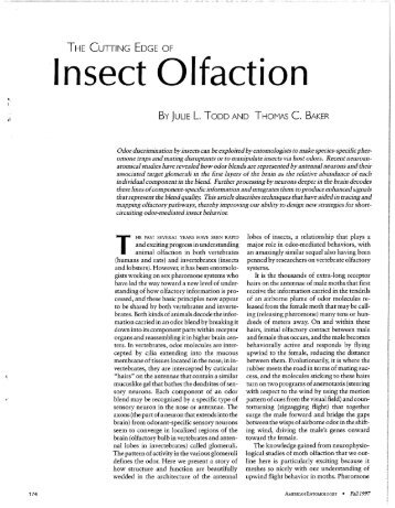 Insect Olfaction - Department of Entomology