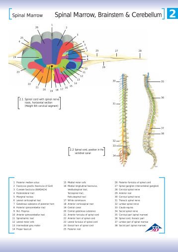 Spinal Marrow, Brainstem & Cerebellum