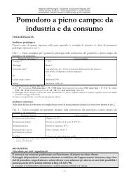 Pomodoro a pieno campo: da industria e da consumo - Embrapa