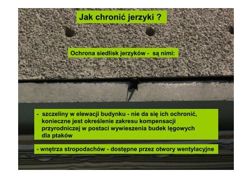 Zasady ochrony ptaków zasiedlających obiekty ... - Czysta Bydgoszcz