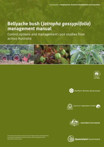 Bellyache bush (Jatropha gossypiifolia ... - Weeds Australia