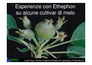 Esperienze con Ethephon su alcune cultivar di melo - InfoKeeper