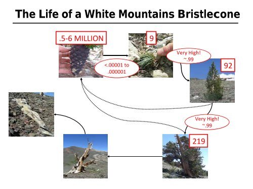 The Life of a White Mountains Bristlecone