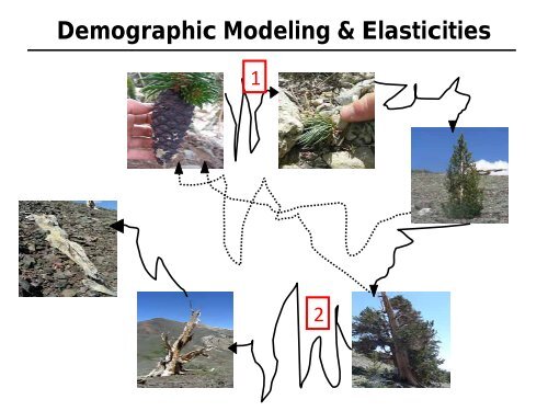 The Life of a White Mountains Bristlecone