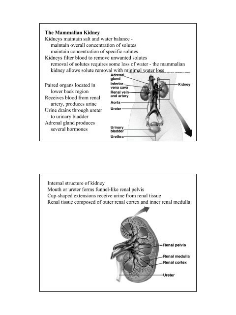 kidneys 2.pdf