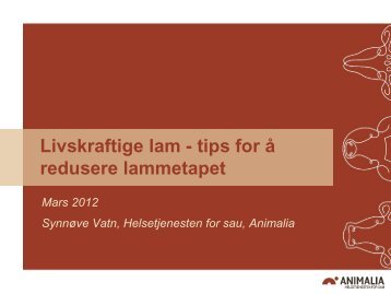 Livskraftige lam - Norsk Sau og Geit