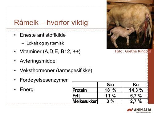 Livskraftige lam - Norsk Sau og Geit