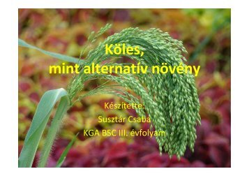 Köles, mint alternatív növény