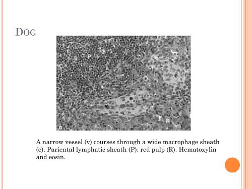 group 4 SPLEEN - UMK CARNIVORES 3