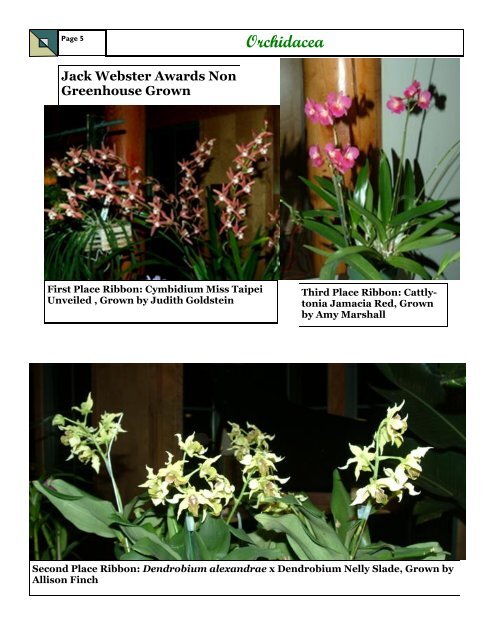 Page 4orchid