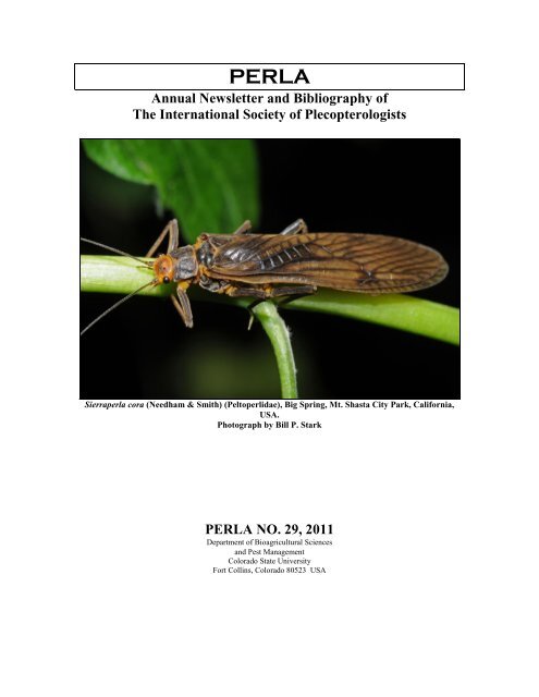 perla - Plecoptera Species File