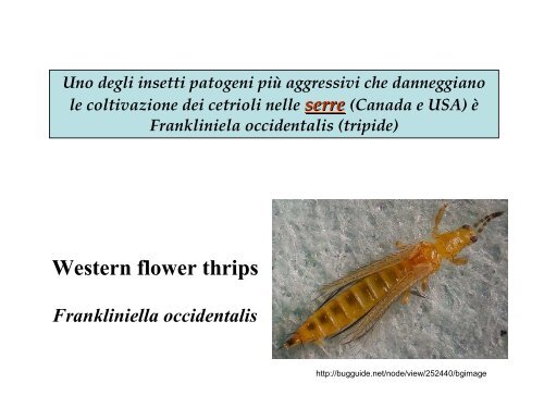 Dr. Piero Morandini: Alla ricerca di buoni caratteri: come ... - CusMiBio