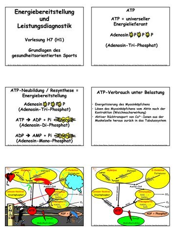 Energiebereitstellung und Leistungsdiagnostik - Ruhr-UniversitÃ¤t ...