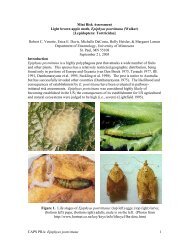 Mini Risk Assessment - Light brown apple moth, Epiphyas postvittana