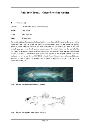 Rainbow Trout Oncorhynchus mykiss - Department of Agriculture ...