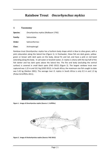 Rainbow Trout Oncorhynchus mykiss - Department of Agriculture