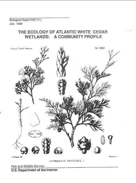 The ecology of Atlantic white cedar wetlands - USGS National ...