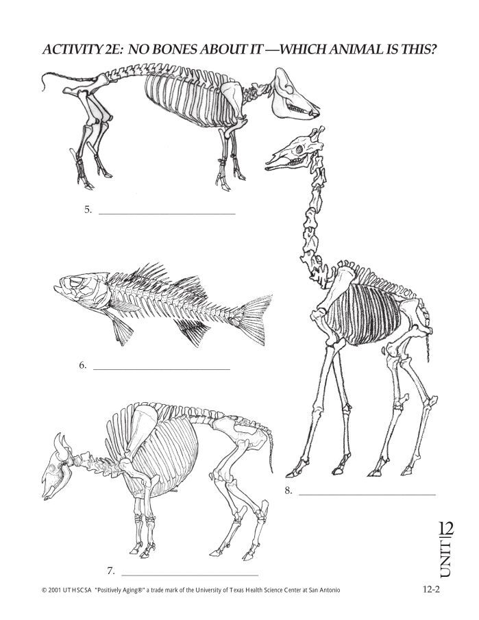 activity 2e: no bones about it —which animal is this? - The University ... activity 2e: no bones about it —which animal is this? - The University ...