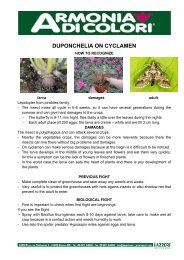 DUPONCHELIA ON CYCLAMEN