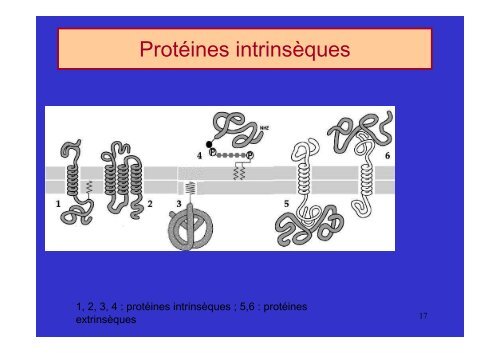 membrane plasmique - Poly-Prepas