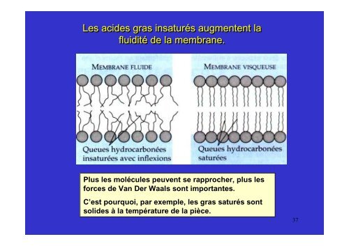 membrane plasmique - Poly-Prepas