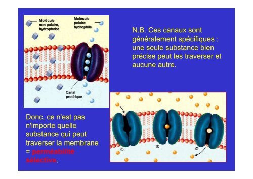 membrane plasmique - Poly-Prepas