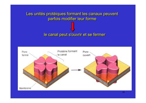 membrane plasmique - Poly-Prepas