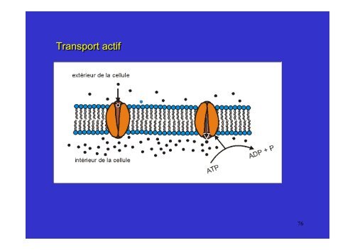 membrane plasmique - Poly-Prepas