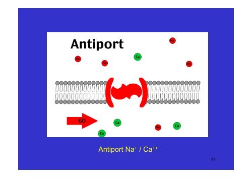 membrane plasmique - Poly-Prepas