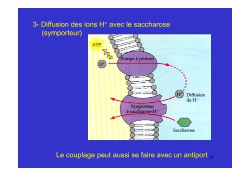 membrane plasmique - Poly-Prepas