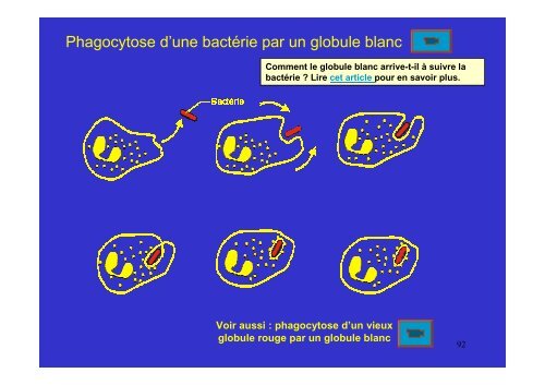 membrane plasmique - Poly-Prepas