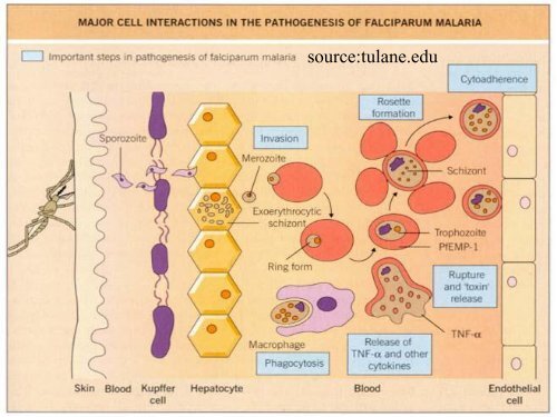 The pathology of malaria