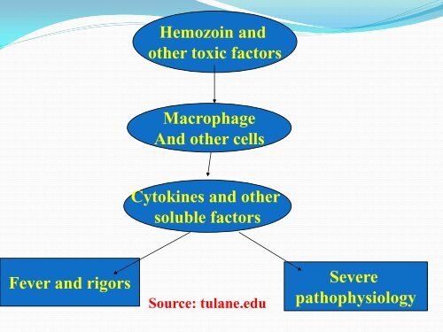 The pathology of malaria