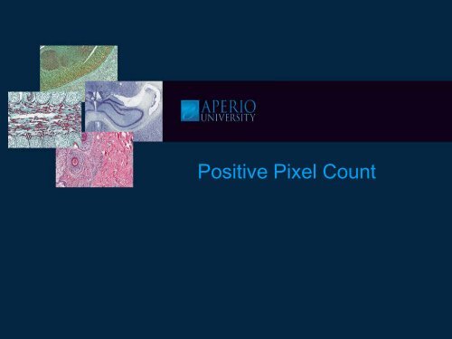 Positive Pixel Count - School of Medical Sciences