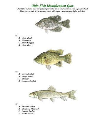 Ohio Fish Identification Quiz