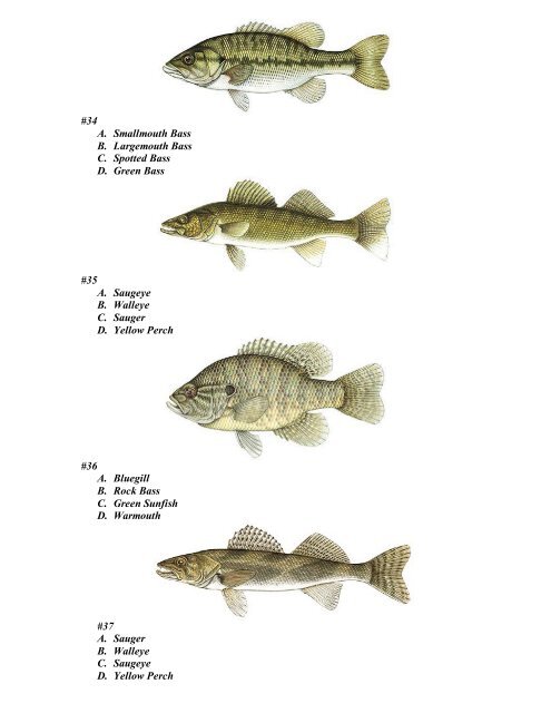 Ohio Fish Identification Quiz