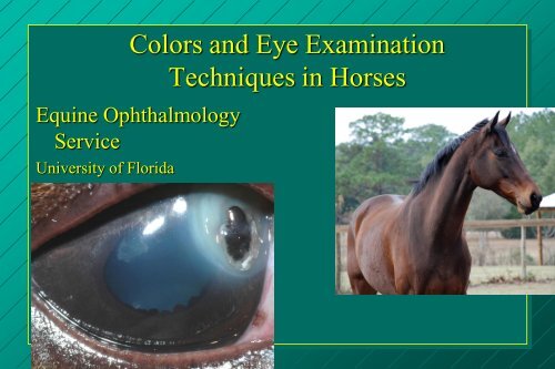 examination of the eye: methods of diagnosis and instrumentation