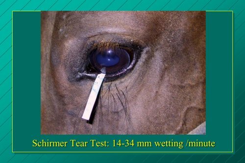 examination of the eye: methods of diagnosis and instrumentation