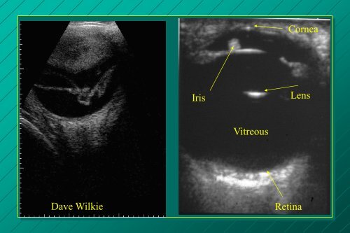 examination of the eye: methods of diagnosis and instrumentation