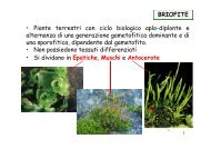 BRIOFITE â¢ Piante terrestri con ciclo biologico aplo ... - Sdasr.unict.it