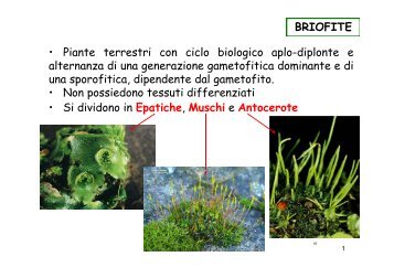 BRIOFITE â¢ Piante terrestri con ciclo biologico aplo ... - Sdasr.unict.it