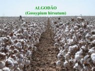 ALGODÃO (Gossypium hirsutum) - UFRB