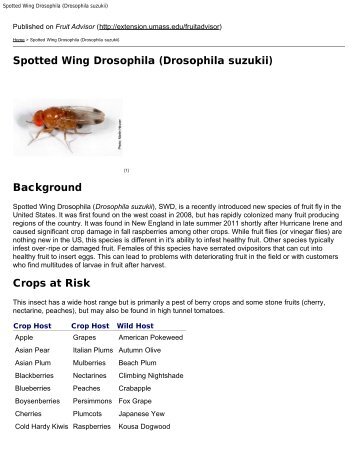 Spotted Wing Drosophila (Drosophila suzukii)